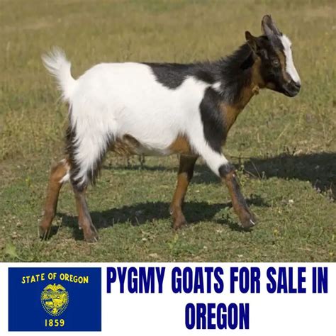 6 Langley Farm and Renaissance Pygmy Goats 2. . Pygmy goats for sale bend oregon